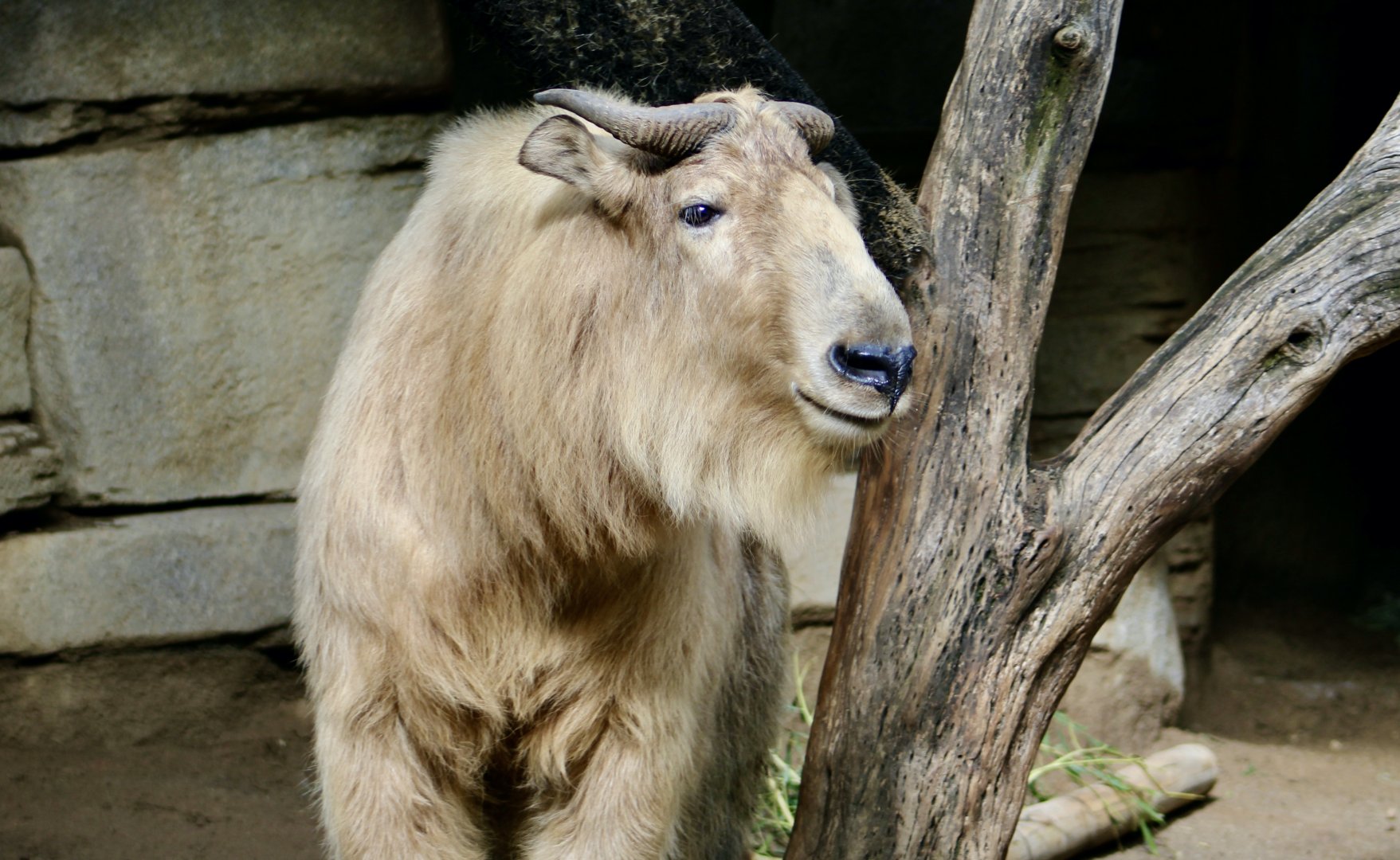Golden Takin (Budorcas taxicolor bedfordi)