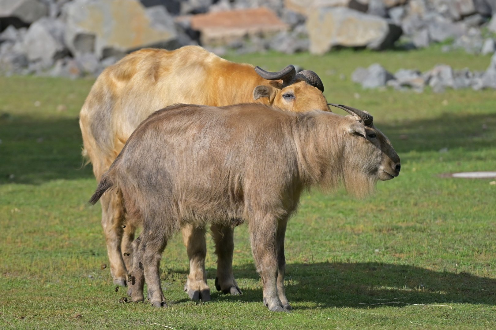 Golden takin (Budorcas taxicolor bedfordi)