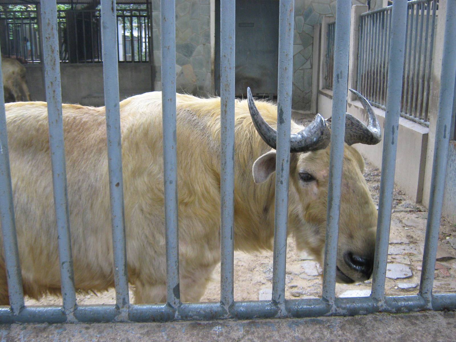 golden takin (Budorcus taxicolor bedfordi)