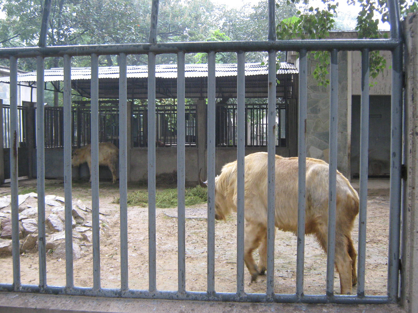 golden takin (Budorcus taxicolor bedfordi)