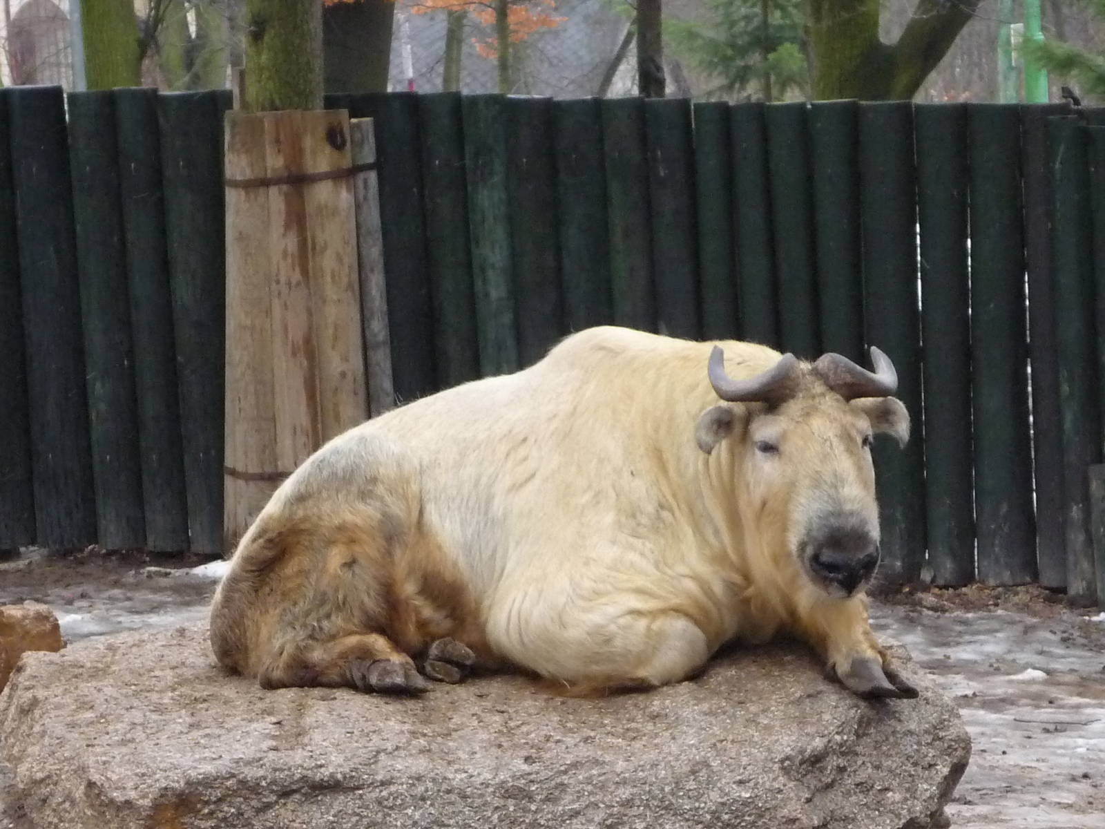 Golden Takin, Bull