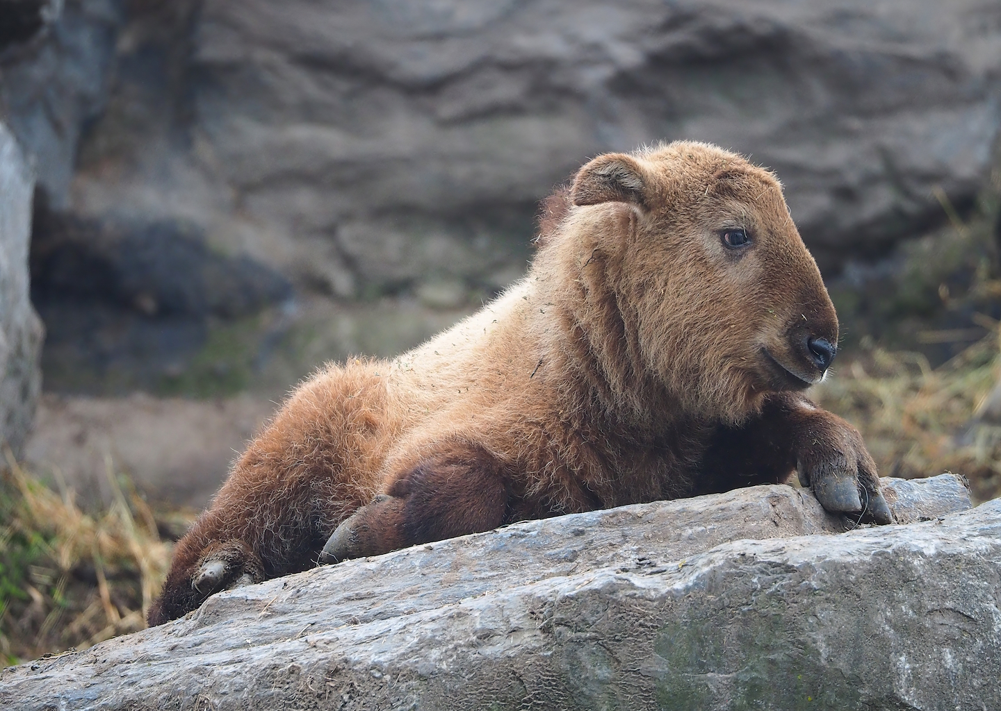 Golden takin calf (Budorcas taxicolor bedfordi), 2023-05-15