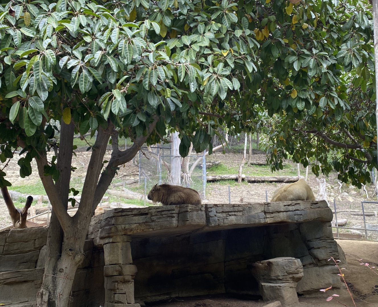 Golden Takin Calf Mei Ling and her mom Bona - Asian Passage