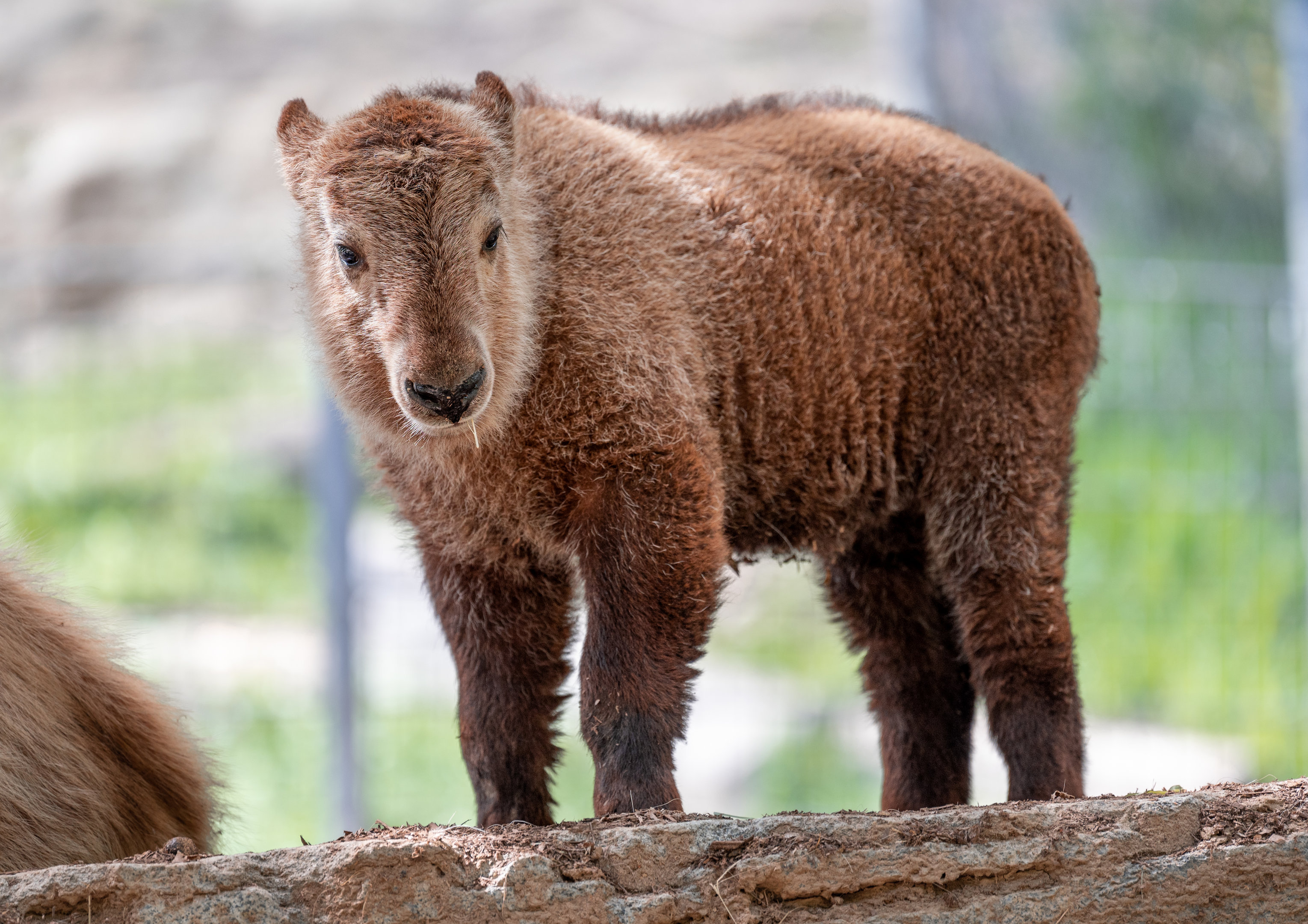Golden Takin calf