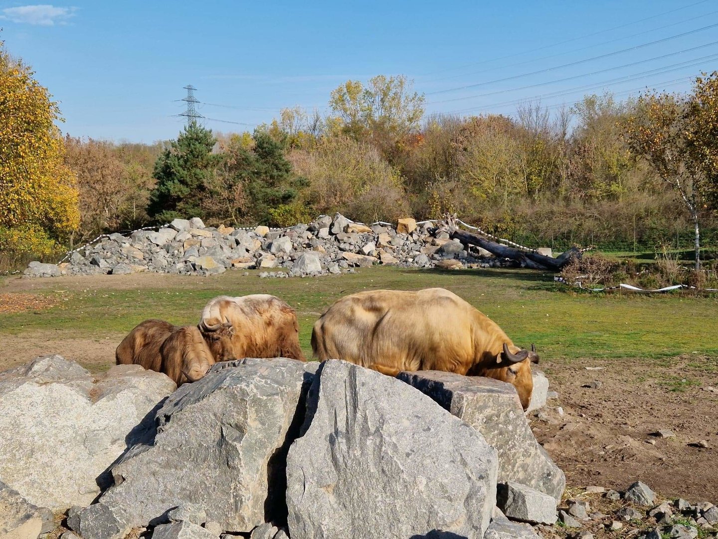 Golden Takin/Chinese Goral exhibit