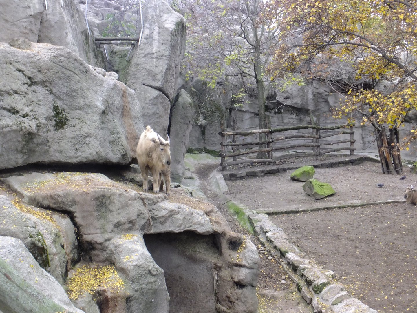 Golden takin climbing on the rocks
