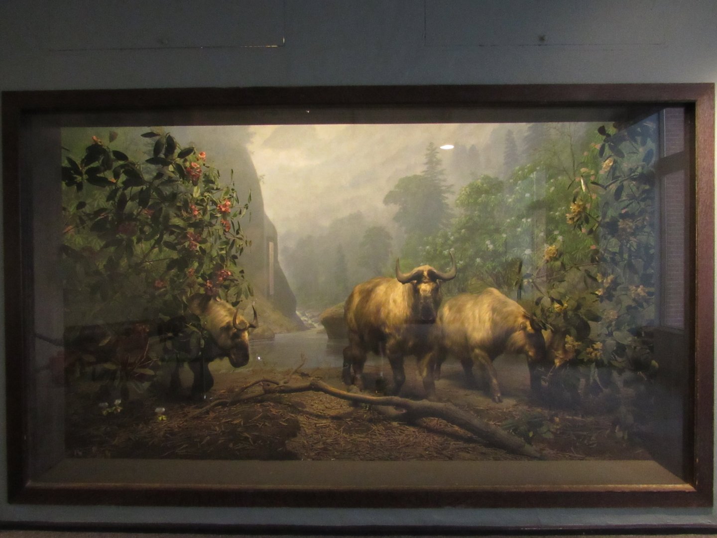 Golden Takin Diorama