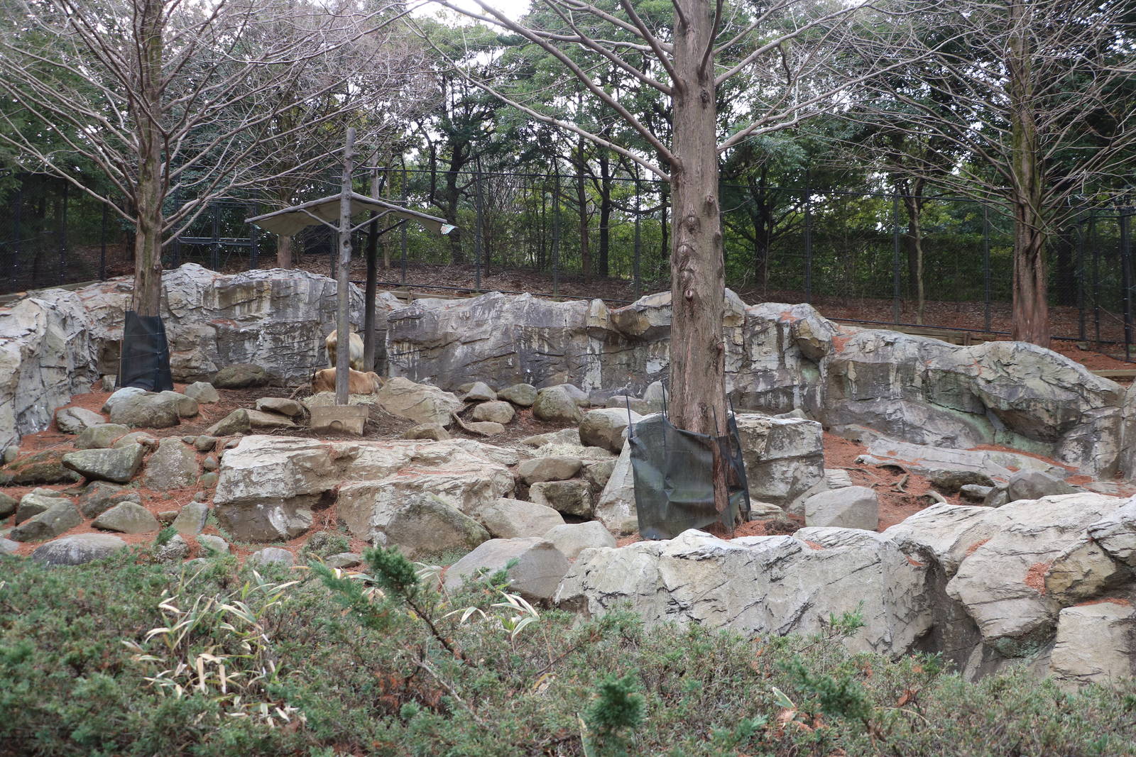 Golden takin enclosure, February 2016
