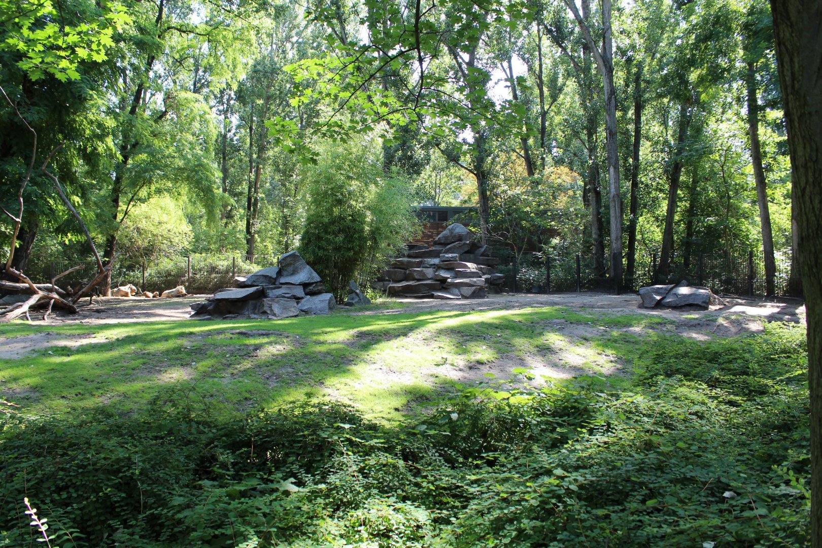 Golden Takin Enclosure - July 2019