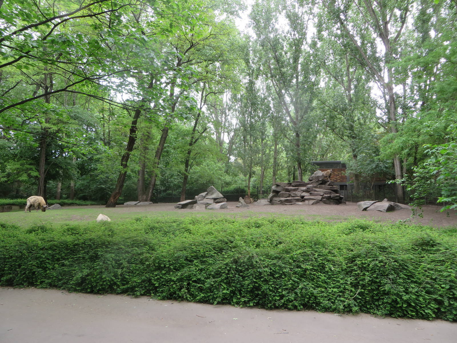 Golden takin enclosure