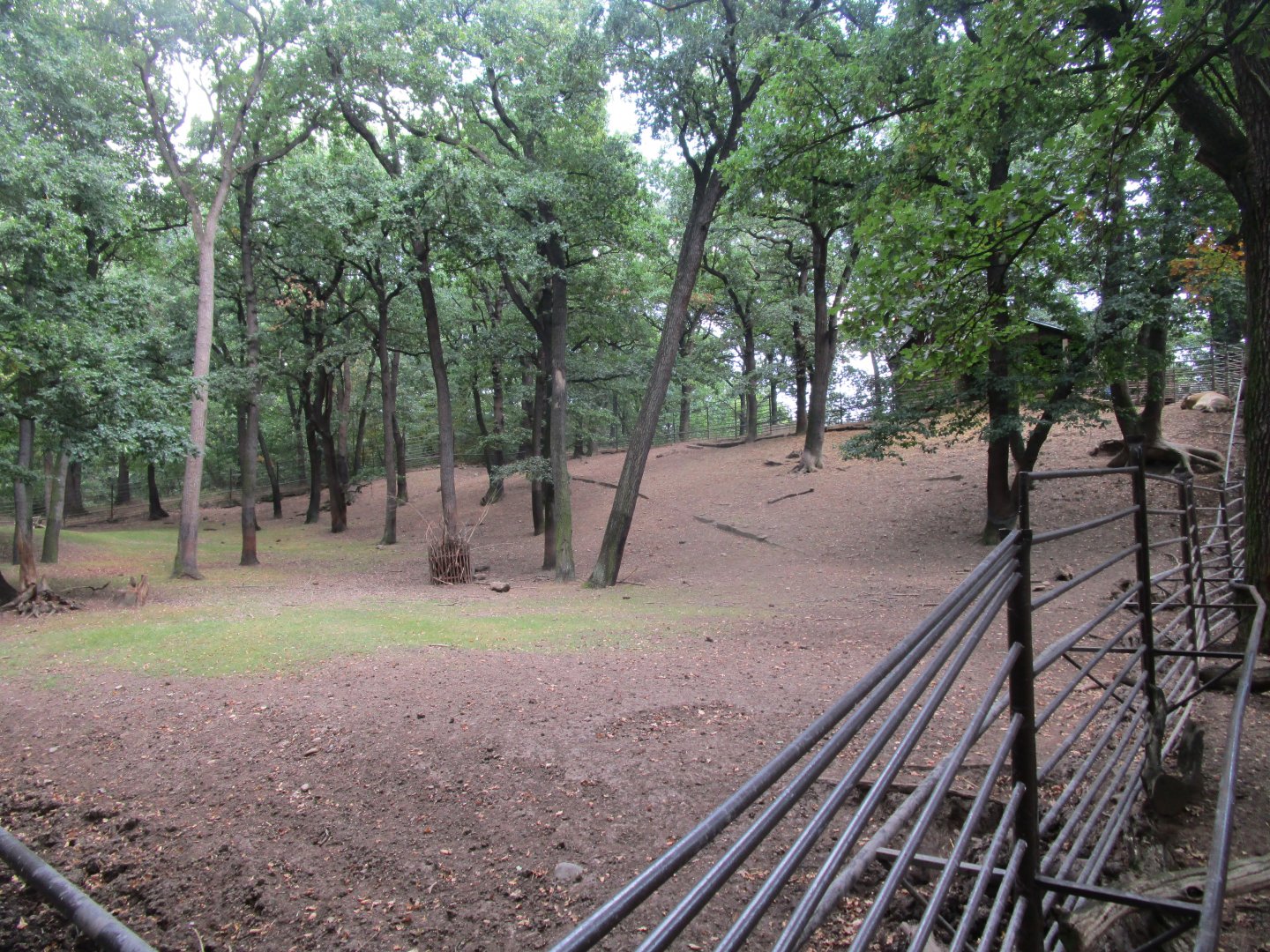Golden Takin Enclosure