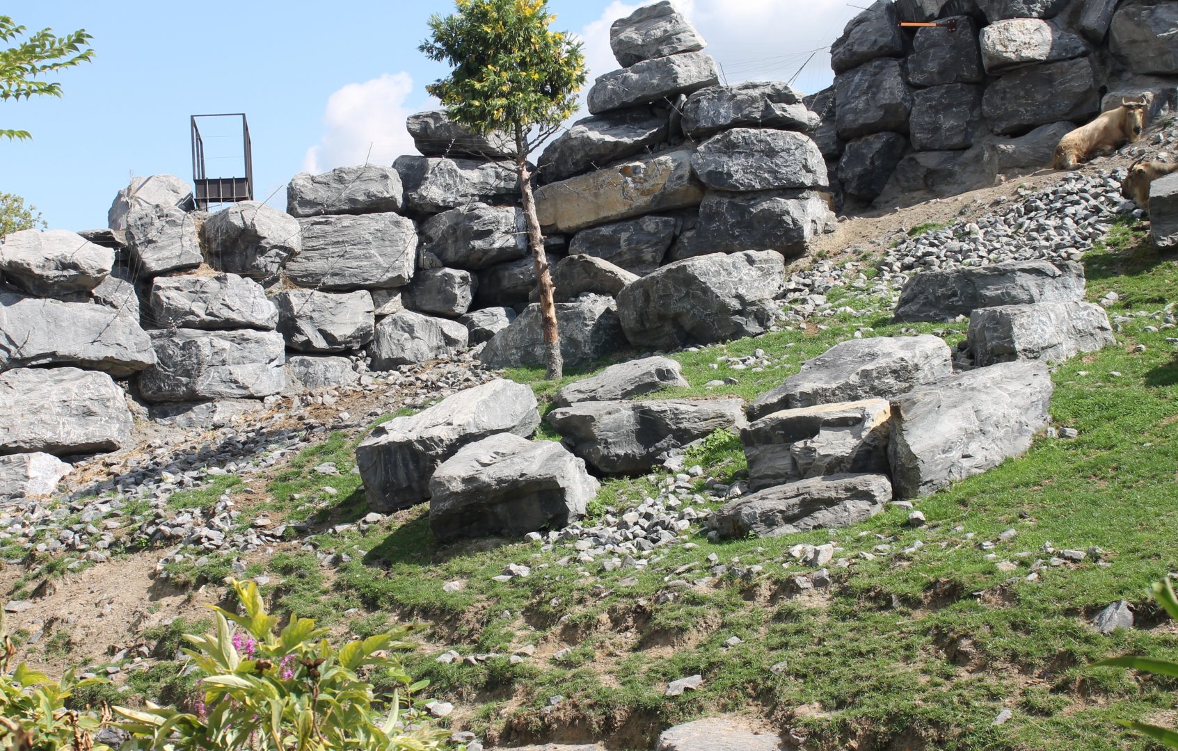 Golden takin-enclosure