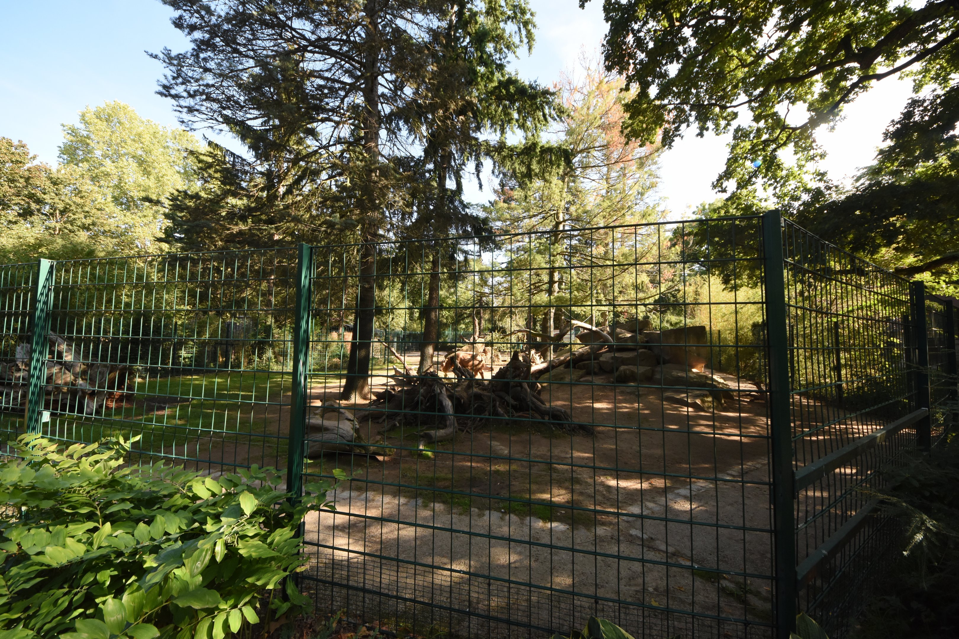 Golden takin enclosure