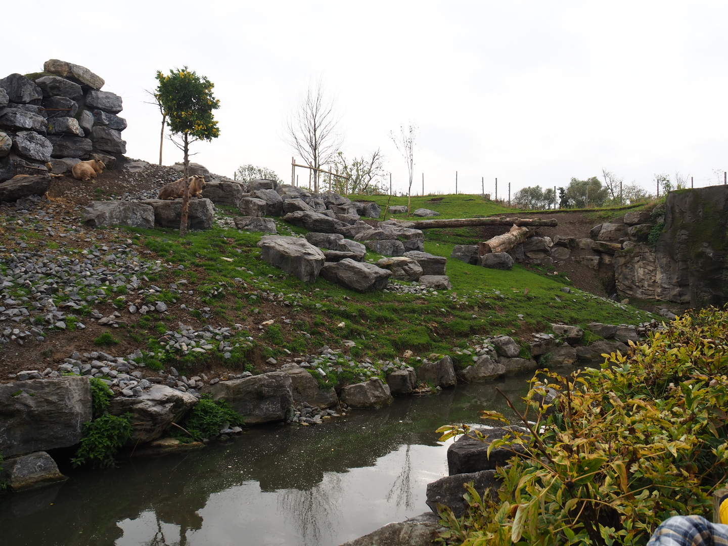 Golden takin exhibit, 2019-10-05