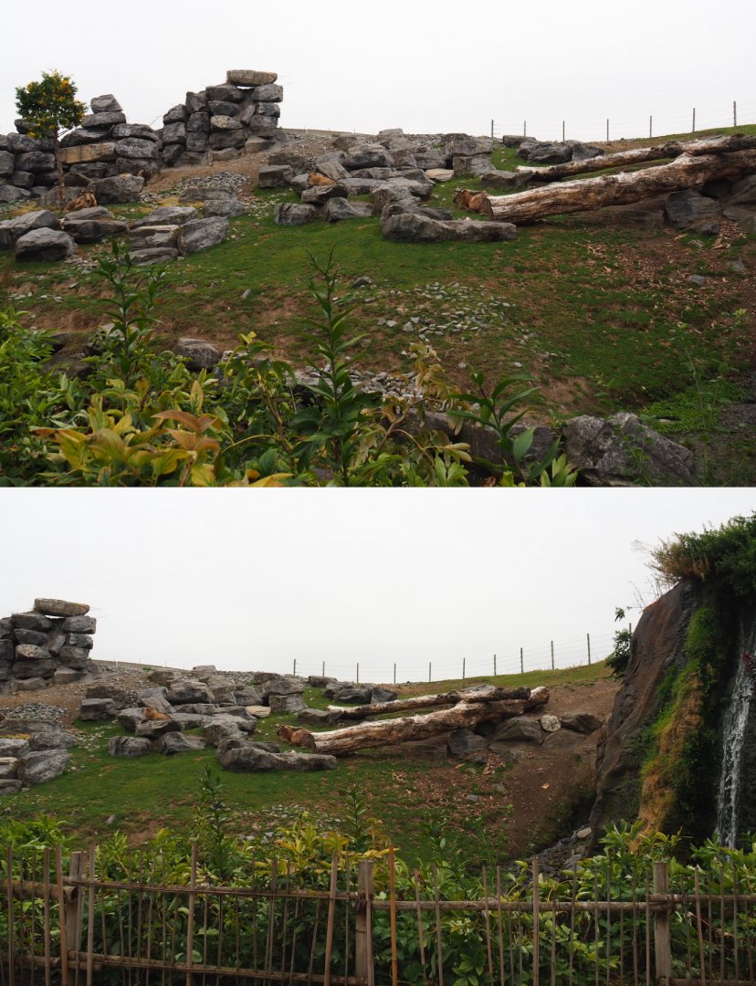 Golden takin exhibit, 2020-09-03