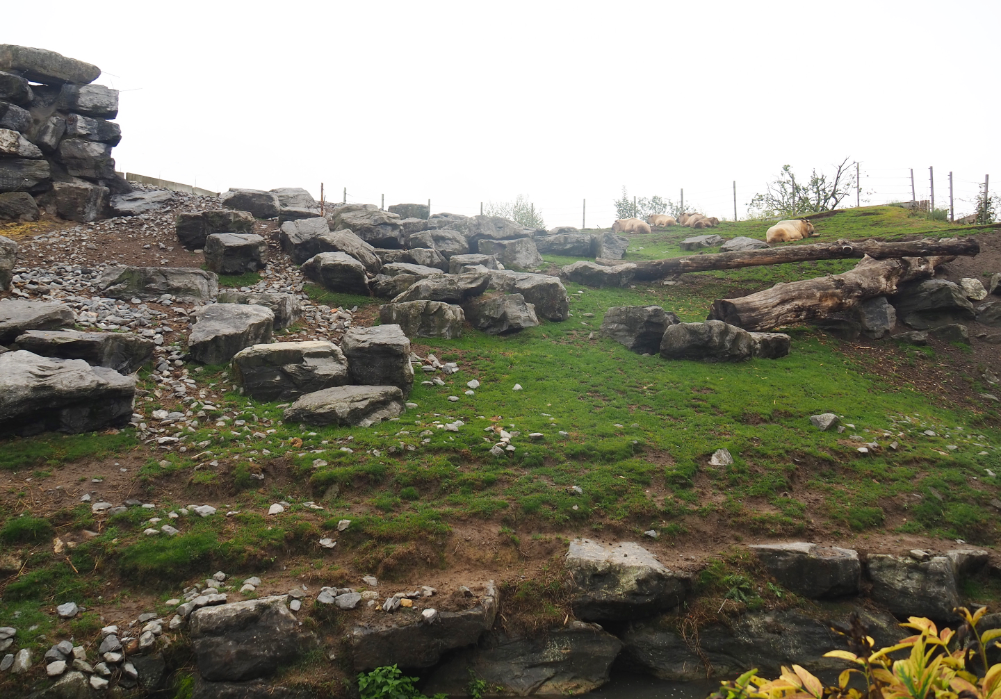 Golden takin exhibit, 2022-09-14