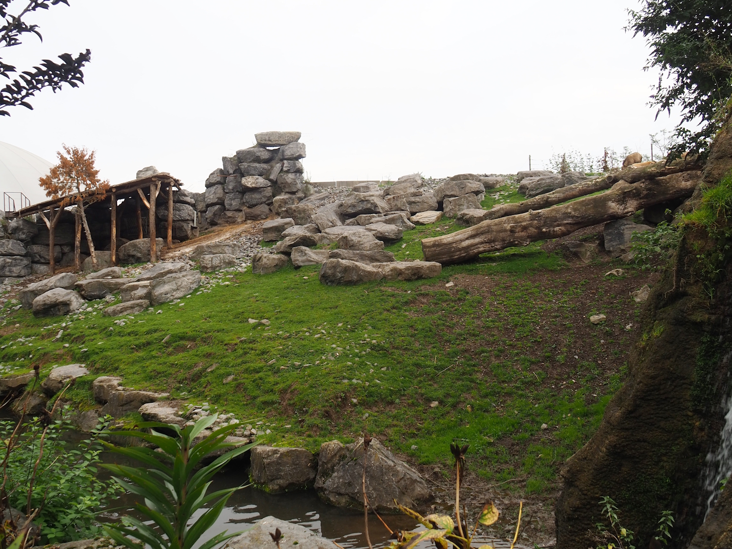 Golden takin exhibit, 2023-10-13