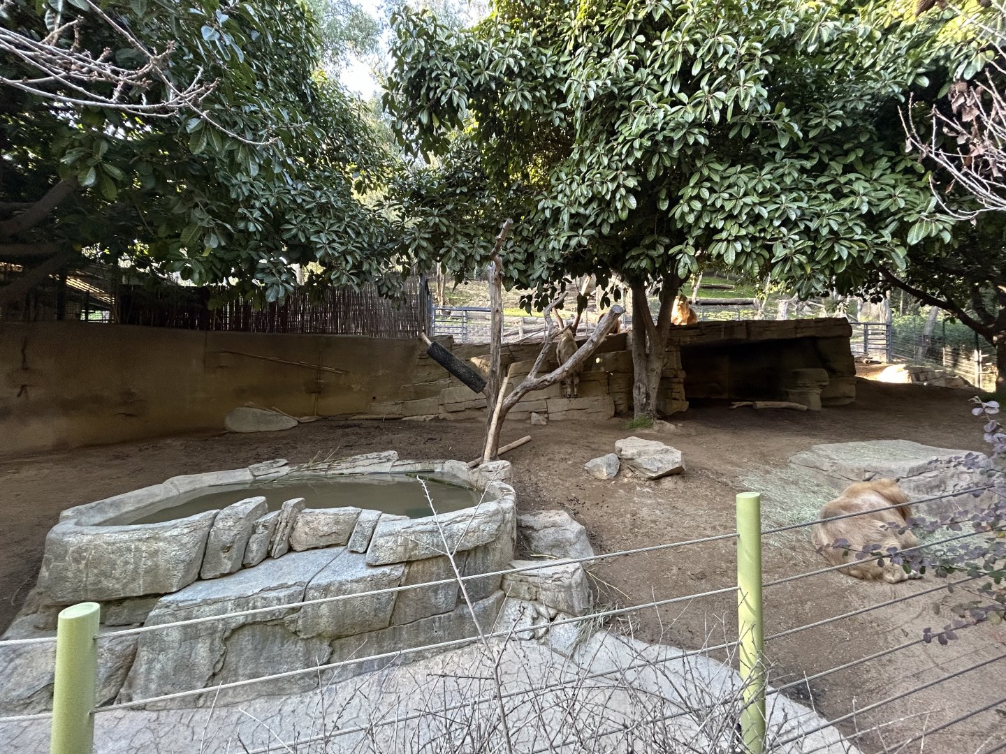 Golden Takin Exhibit - Asian Passage