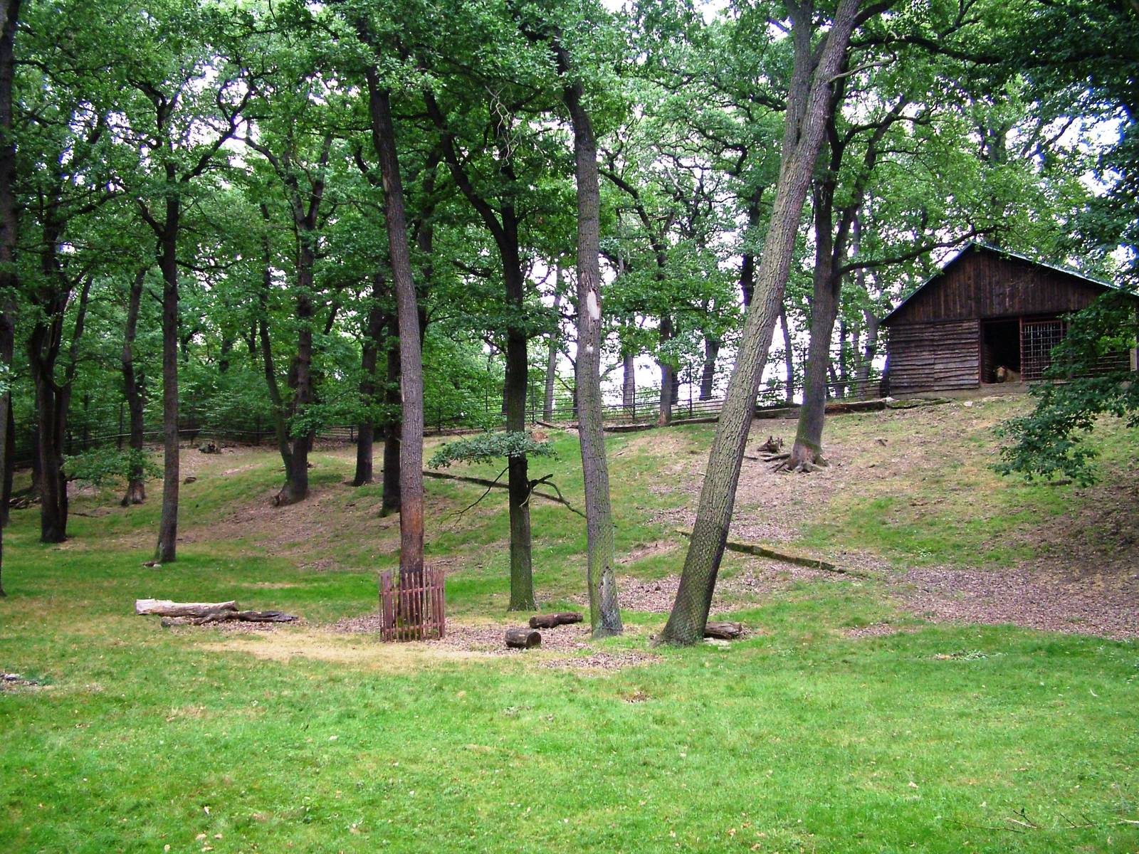 Golden Takin Exhibit at Chomutov, 30/08/12