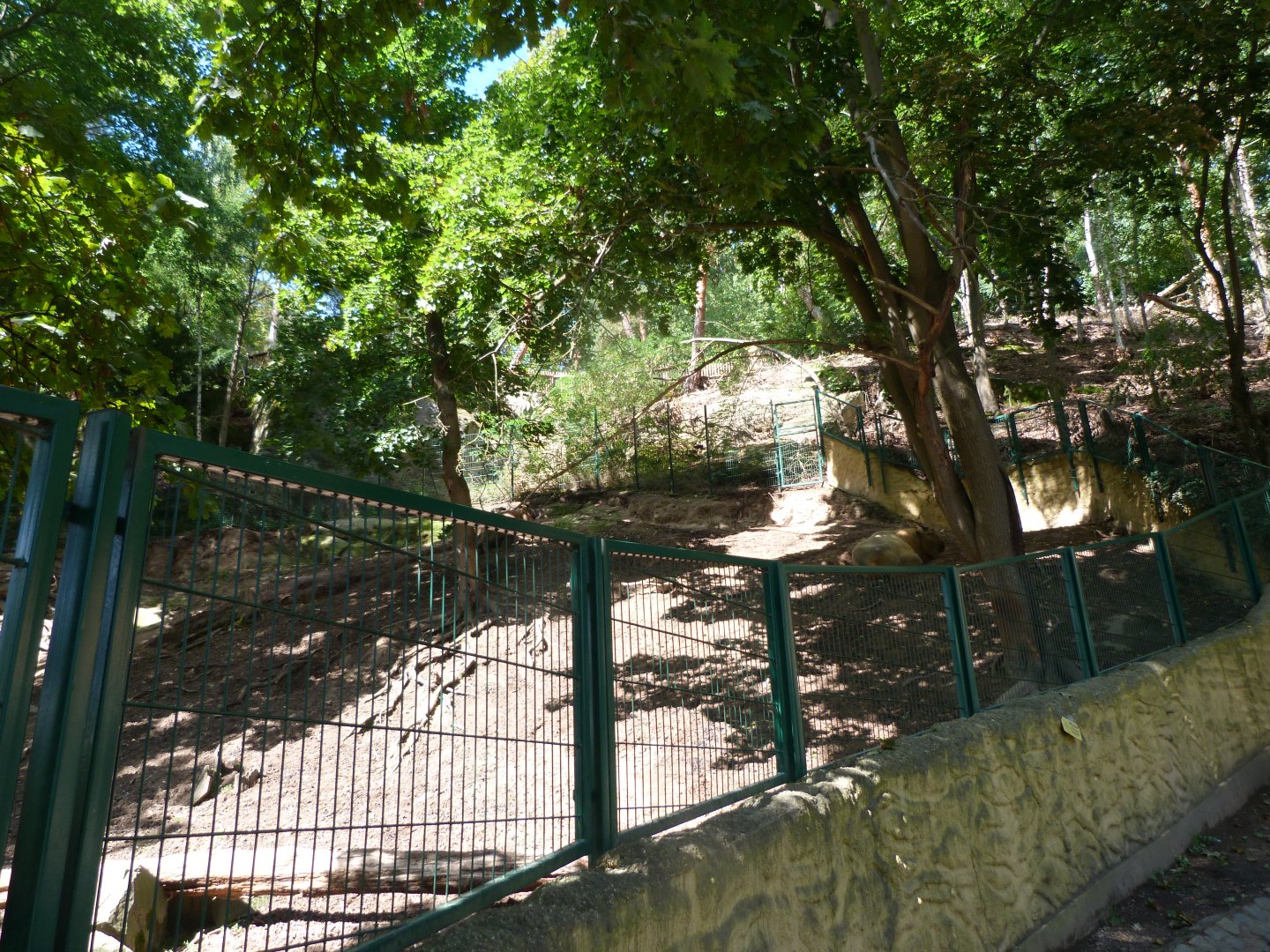 Golden takin exhibit -Zoo Plzeň (2025)