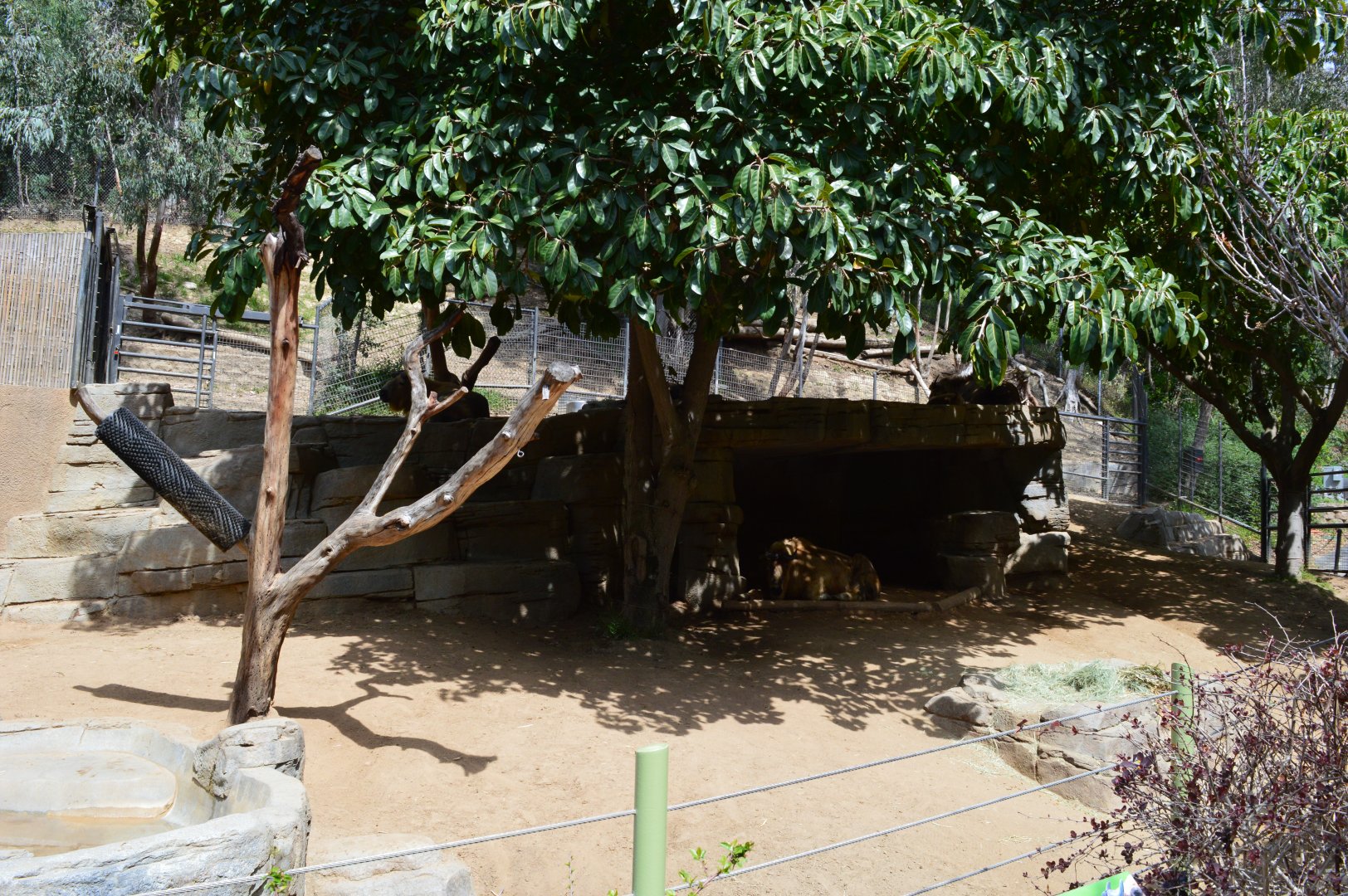 Golden Takin Exhibit