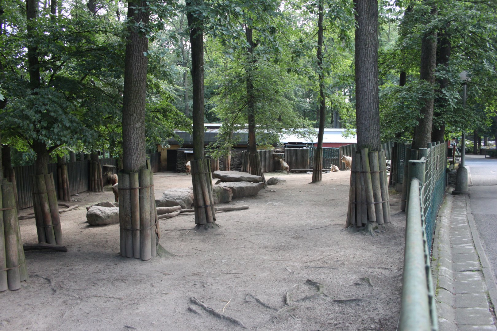 Golden takin exhibit