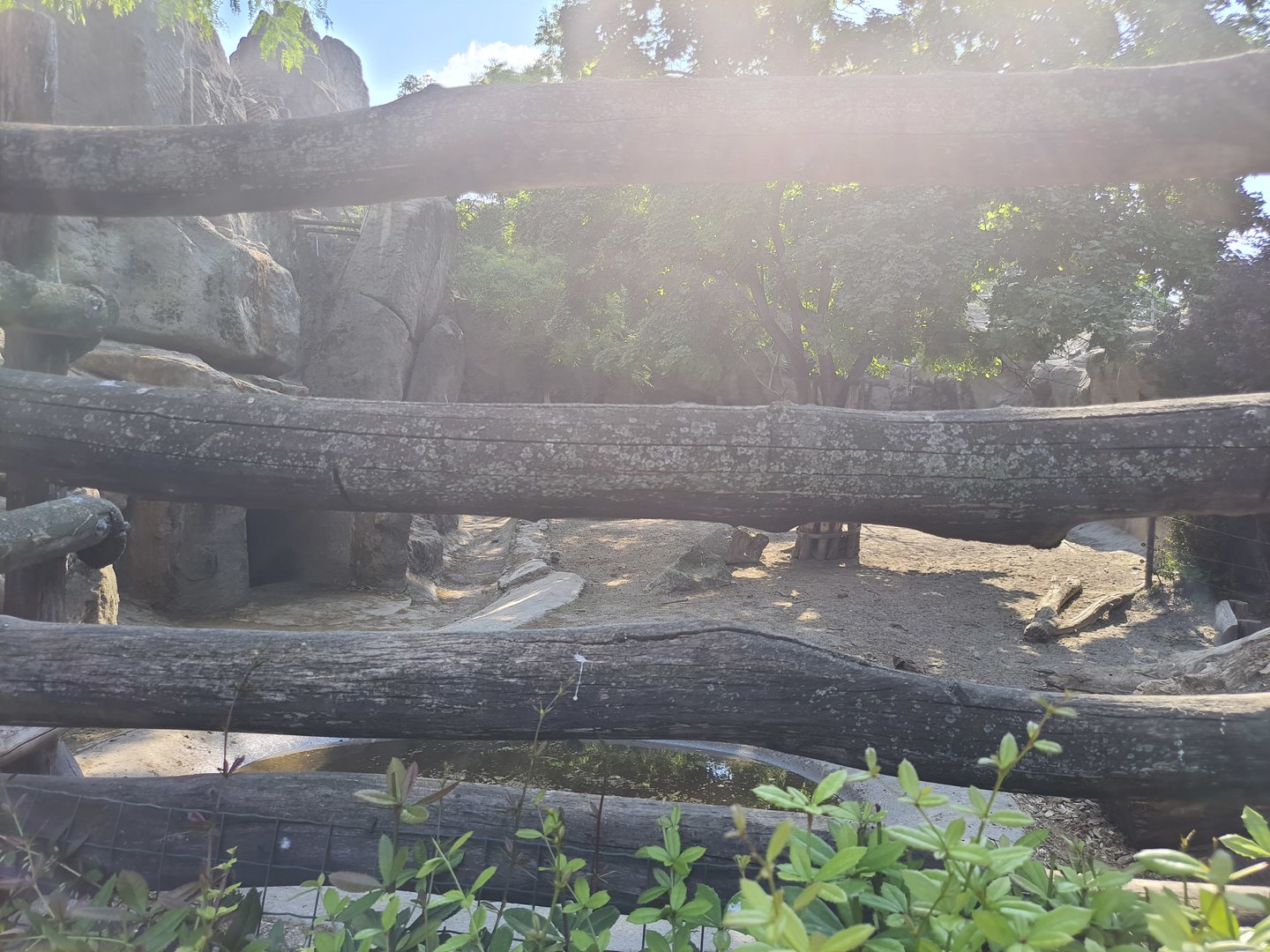 Golden Takin exhibit