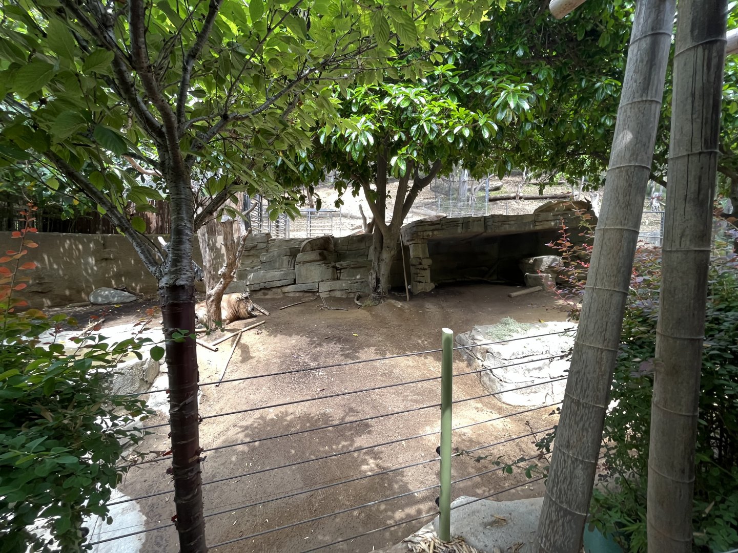 Golden Takin Exhibit