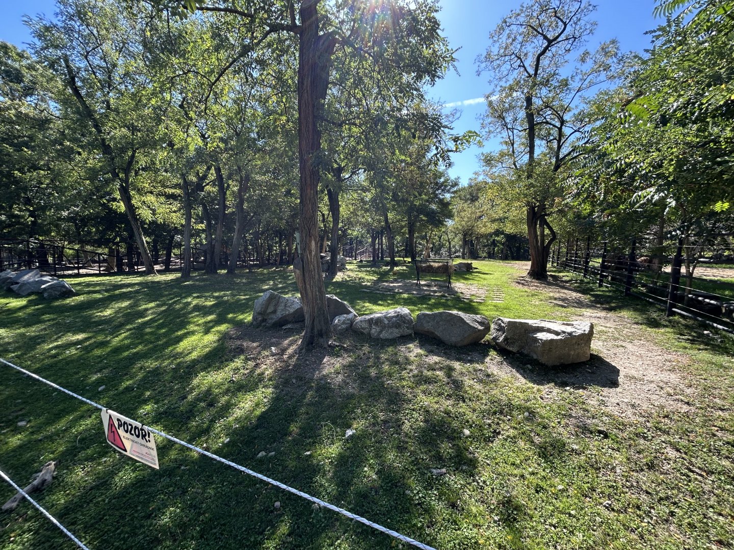 Golden Takin Exhibit