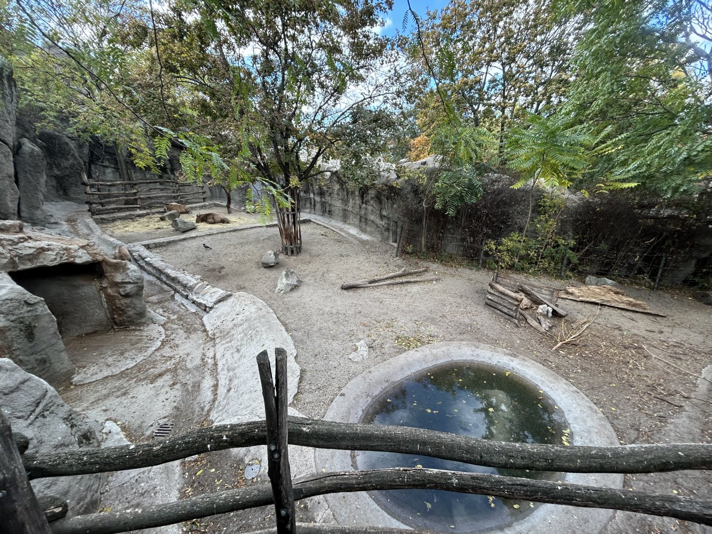Golden Takin Exhibit