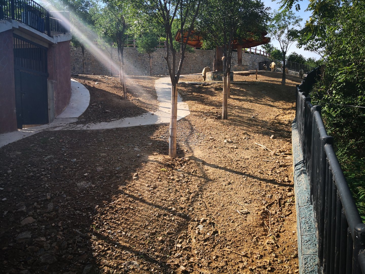 Golden takin exhibition