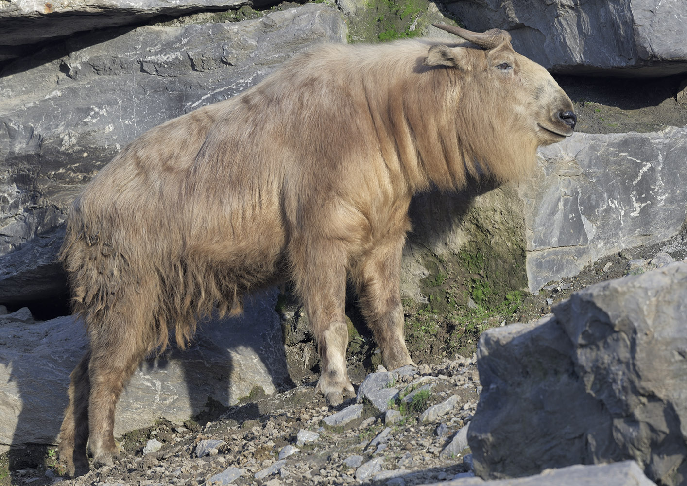 Golden takin, female