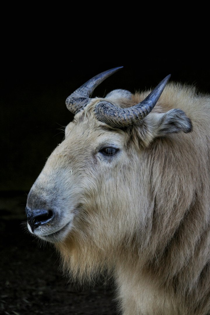 Golden Takin (female)