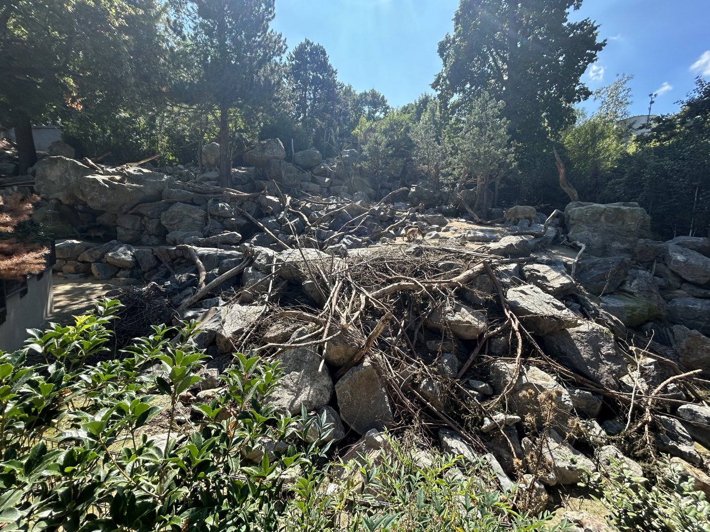 Golden Takin & Himalayan Tahr Exhibit