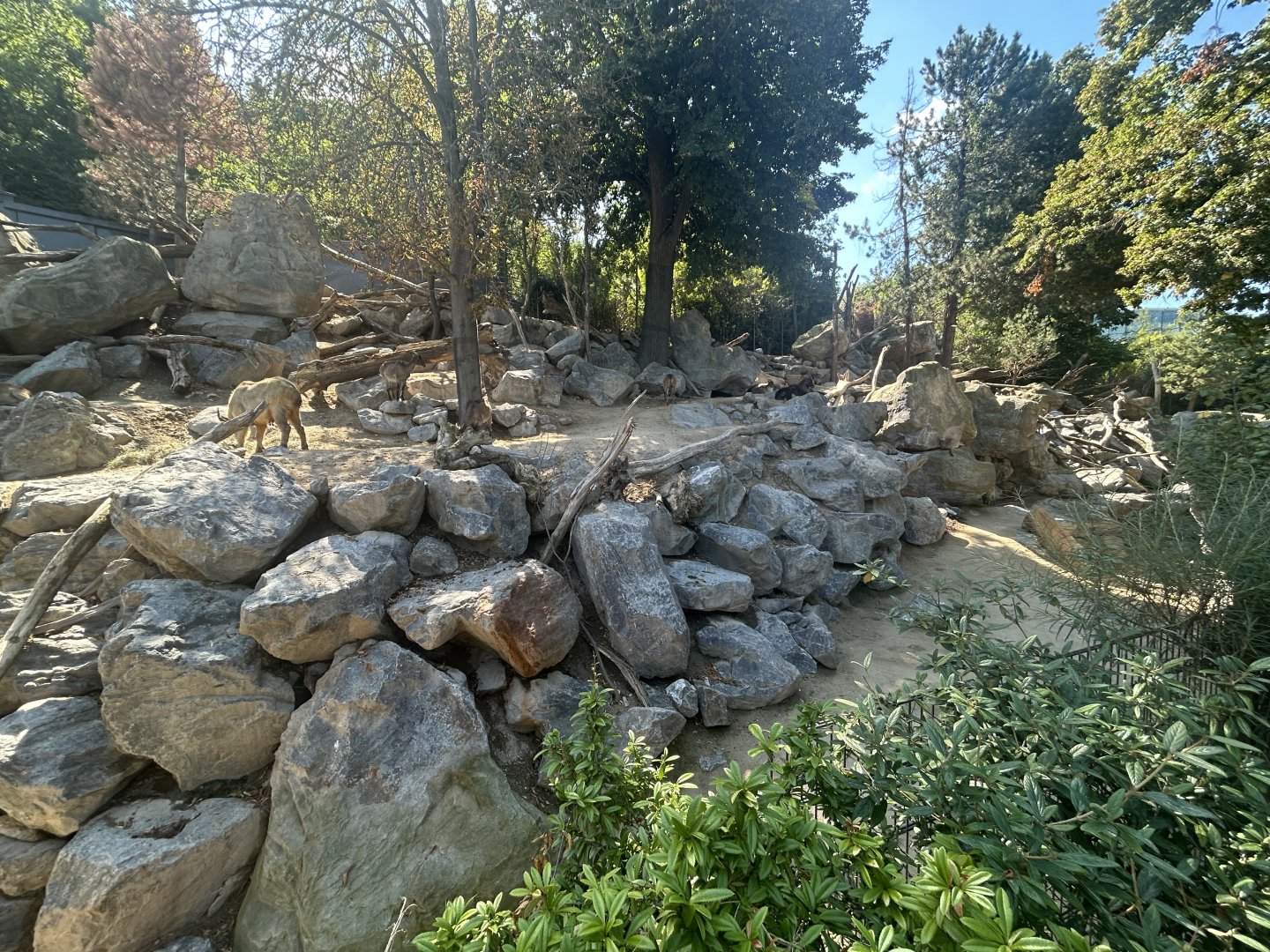 Golden Takin & Himalayan Tahr Exhibit
