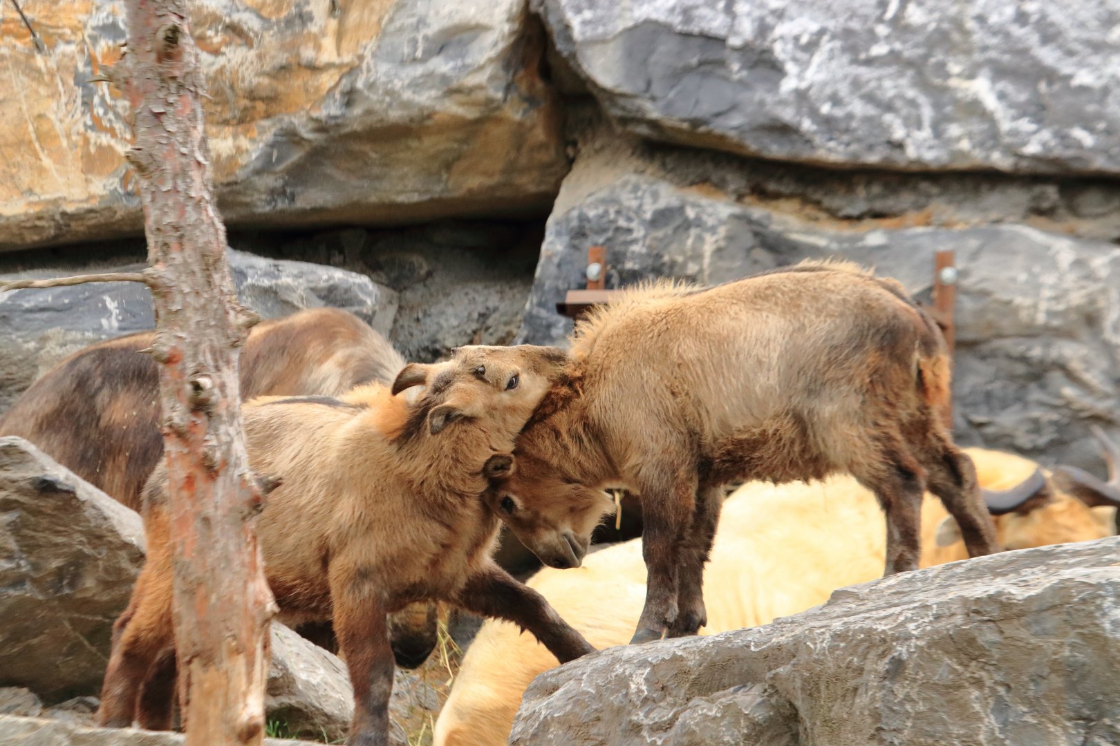 Golden takin (July 2020)