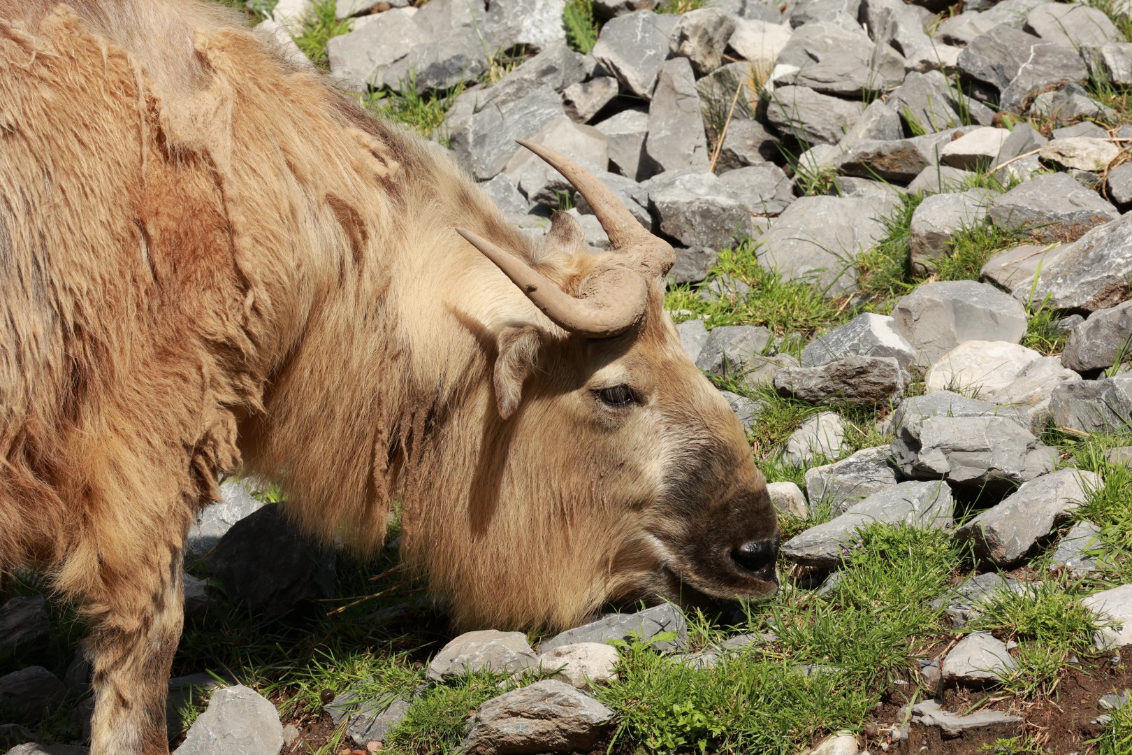 Golden takin (July 2021)