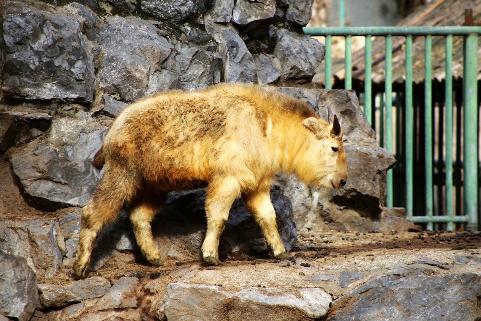 Golden Takin Juvenile