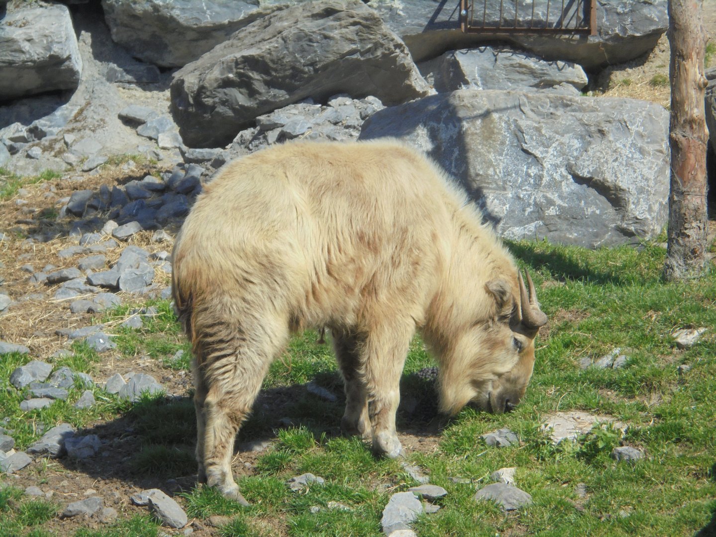 Golden takin male.