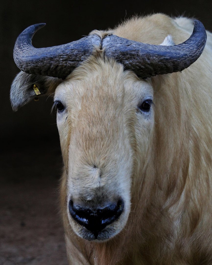 Golden Takin (male)