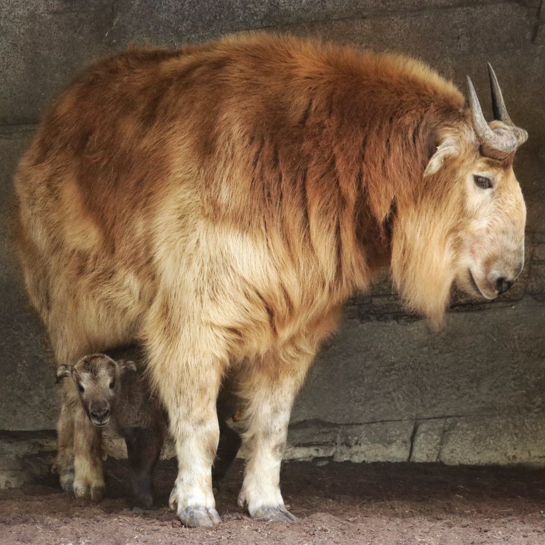 Golden Takin mom and baby