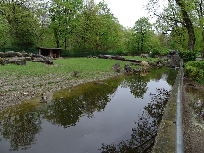 Golden takin (+muntjac) enclosure