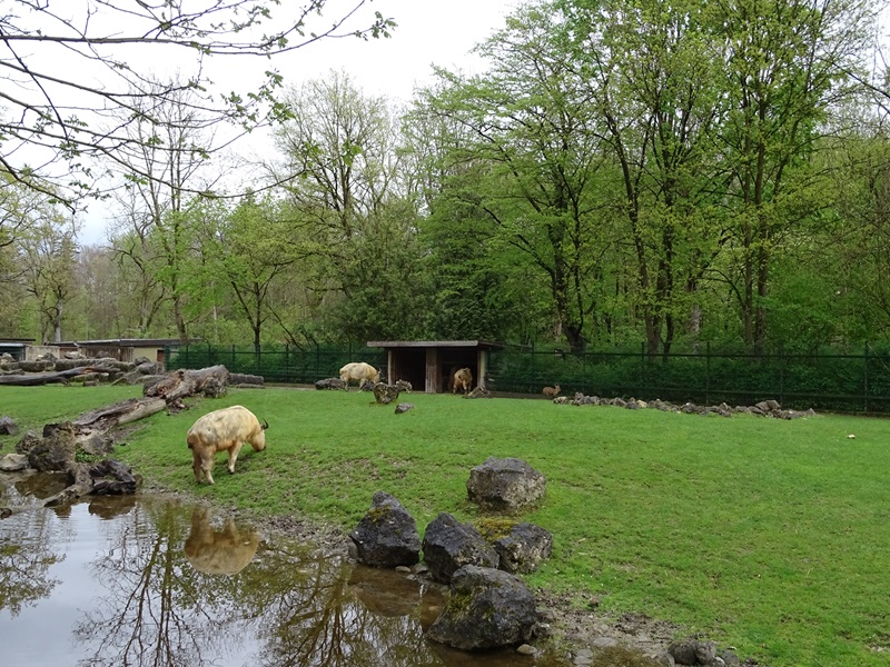 Golden takin (+muntjac) enclosure