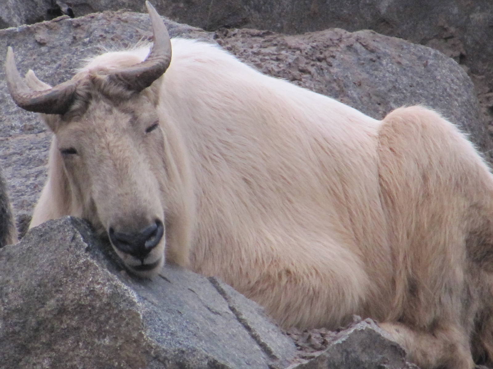 Golden Takin nov 2010