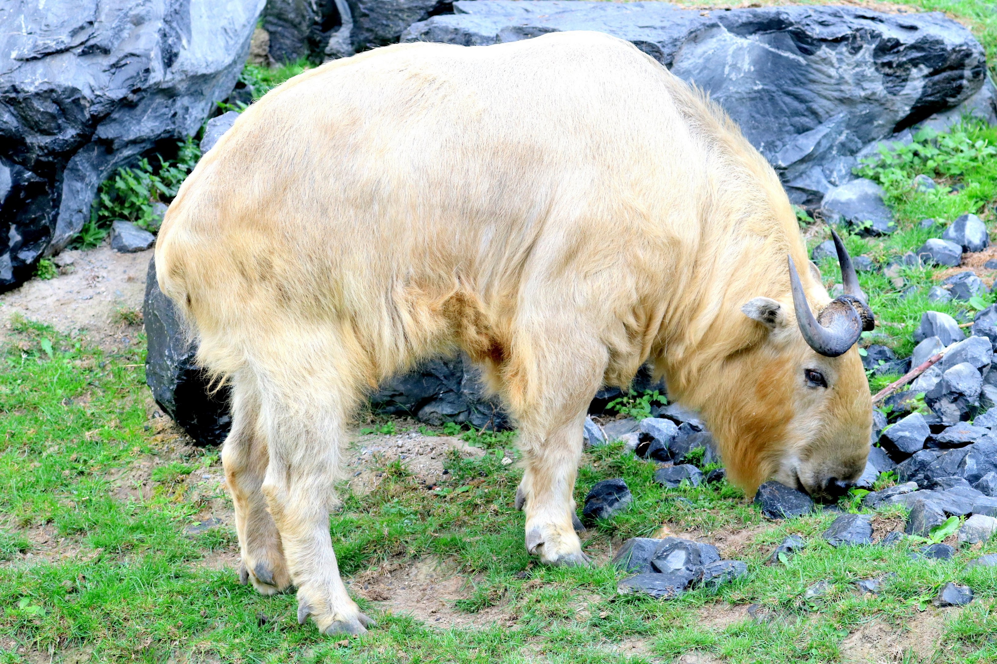 Golden takin; Pairi Daiza; 12th September 2018.JPG