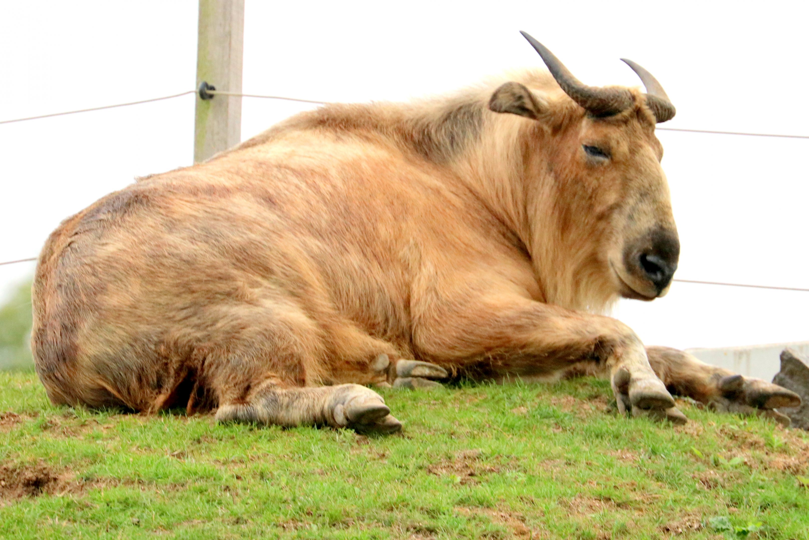Golden takin; Pairi Daiza; 12th September 2018