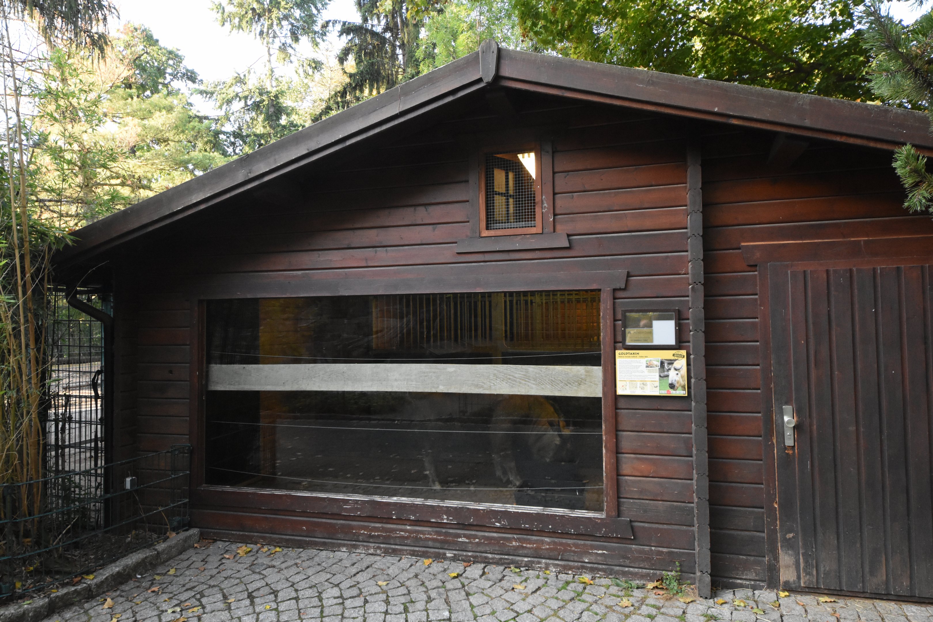 Golden takin stables