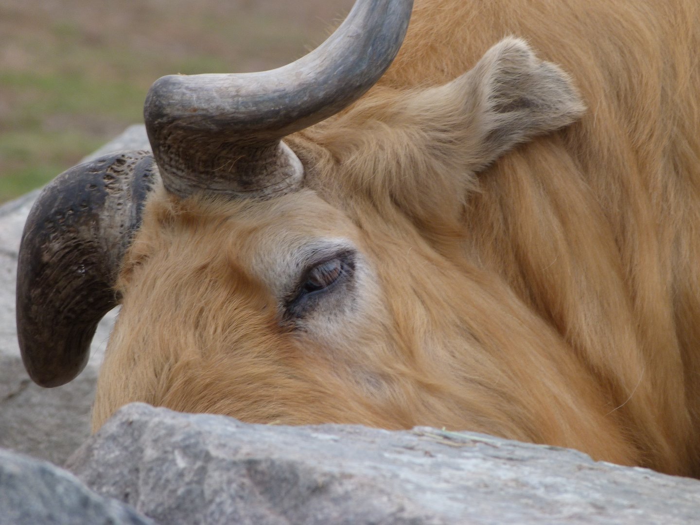 Golden takin -Tierpark Berlin (2024)