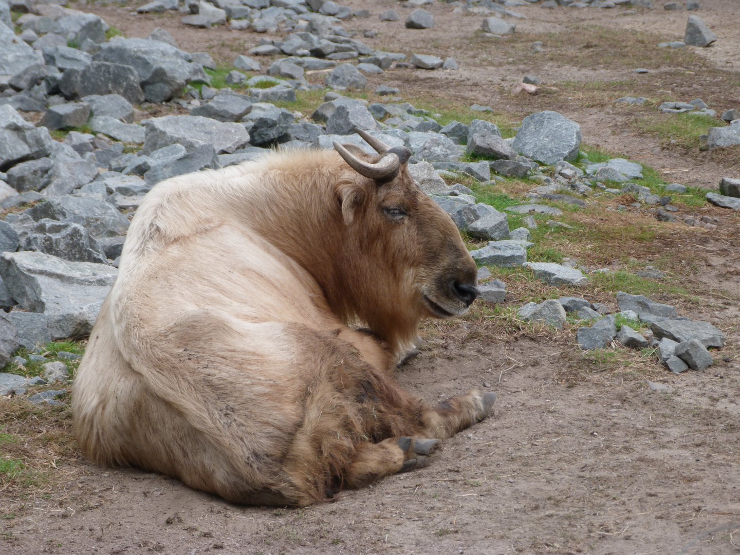 Golden takin -Tierpark Berlin (2024)