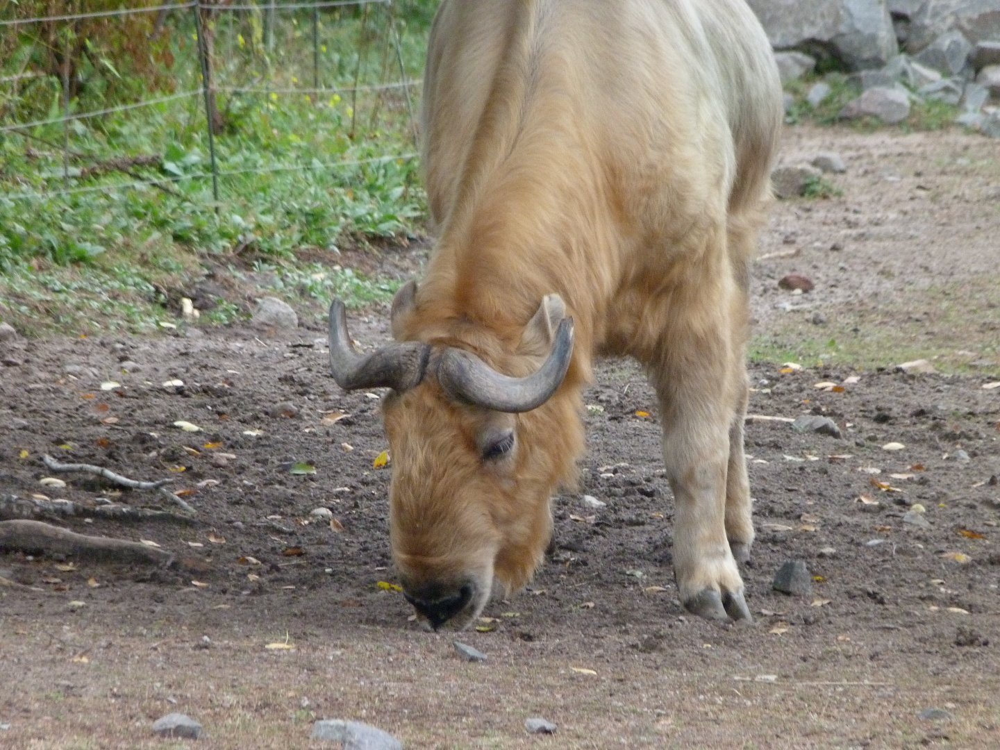 Golden takin -Tierpark Berlin (2024)